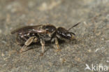 Lasioglossum clypeare