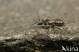 Lasioglossum griseolum