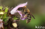 Slurfbij (Rophites quinquespinosus)