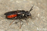 Sphecodes gibbus