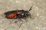 Pantserbloedbij (Sphecodes gibbus)