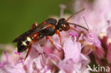 Kleine bonte wespbij (Nomada roberjeotiana)