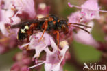 Nomada roberjeotiana