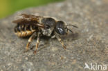 Gedoornde slakkenhuisbij (Osmia spinulosa)