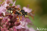 Nomada roberjeotiana