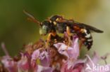 Nomada roberjeotiana