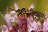 Kleine bonte wespbij (Nomada roberjeotiana)