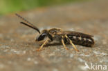 Schoorsteengroefbij (Lasioglossum lineare)