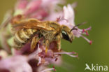 Halictus subauratus