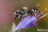 Slangenkruidbij (Osmia adunca)