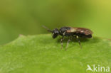 Stipmaskerbij (Hylaeus styriacus)