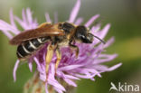 Halictus quadricinctus