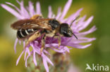 Halictus quadricinctus