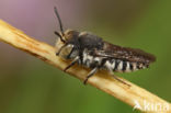 Coelioxys afer