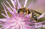 Halictus quadricinctus