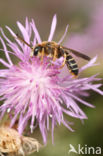 Vierbandgroefbij (Halictus quadricinctus)