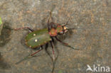 Groene zandloopkever (Cicindela campestris)