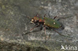 Groene zandloopkever (Cicindela campestris)