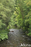 brook