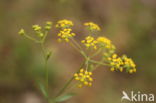 Sikkelgoudscherm (Bupleurum falcatum)