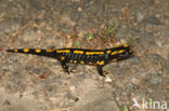 Vuursalamander (Salamandra salamandra)