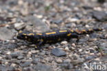 Fire Salamander (Salamandra salamandra)