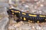 Vuursalamander (Salamandra salamandra)