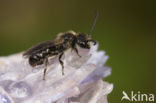 Gewone klokjesglansbij (Dufourea dentiventris)