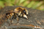 Megachile lagopoda