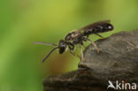 Kleine groefbij (Lasioglossum parvulum)