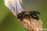 Roodpootgroefbij (Lasioglossum rufitarse)