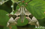 Lime Hawk-moth (Mimas tiliae)