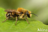 Kauwende metselbij (Osmia leaiana)