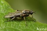 drab wood-soldierfly (Solva marginata)