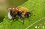 Boomhommel (Bombus hypnorum)