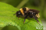 Field cuckoo bee (Bombus campestris)