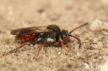 Dubbeldoornwespbij (Nomada femoralis)