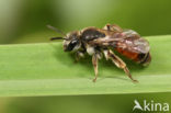 Girdled Mining Bee (Andrena labiata)