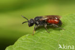 Schoffelbloedbij (Sphecodes pellucidus)