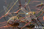 Vagrant Emperor Dragonfly (Anax ephippiger)