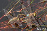 Vagrant Emperor Dragonfly (Anax ephippiger)