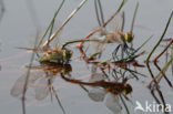 Vagrant Emperor Dragonfly (Anax ephippiger)