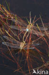 Vagrant Emperor Dragonfly (Anax ephippiger)