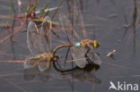 Zadellibel (Anax ephippiger)