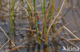 Vagrant Emperor Dragonfly (Anax ephippiger)