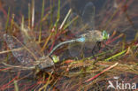 Little emperor dragonfly (Anax parthenope)