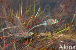 Little emperor dragonfly (Anax parthenope)