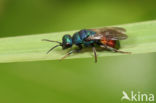 Hedychrum gerstaeckeri