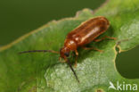 Conopalpus testaceus