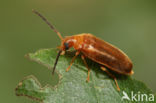 Conopalpus testaceus